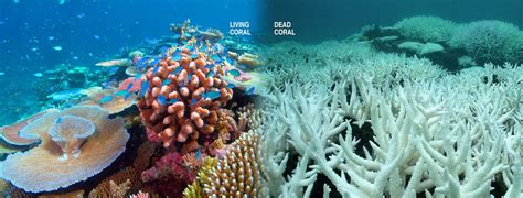 Scientific Expedition Sees Massive Coral Death All Over The Pacific
