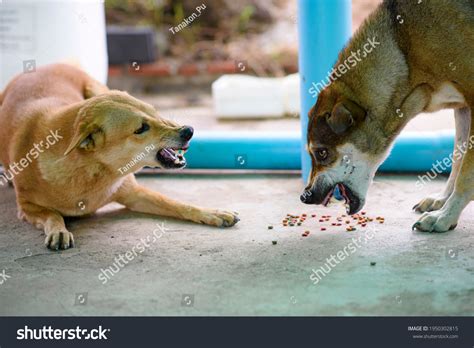 Two Dogs Biting Each Other Compete Stock Photo 1950302815 Shutterstock