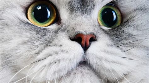 ¿por Qué Los Ojos De Mi Gato Están Siempre Dilatados 10 Razones Solo