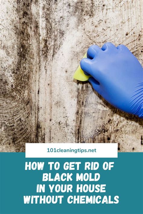 Mold testing/removal, indoor air quality test How To Get Rid Of Black Mold In Your House Without ...