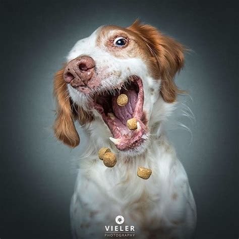 60 Hilarious Dogs Catching Treats Mid Air Portraits
