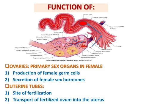 Ppt Anatomy Of The Female Reproductive System Powerpoint Presentation