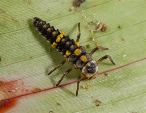 Maycintadamayantixibb Tiny Black Bug With Yellow Stripes