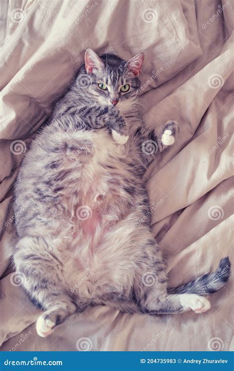 Pregnant Gray Pet Lies Belly Up On The Bed Fat Cat With Big Belly