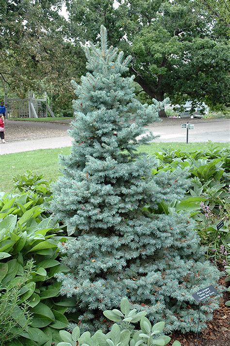 Sester Dwarf Blue Spruce Picea Pungens Sester Dwarf In Denver