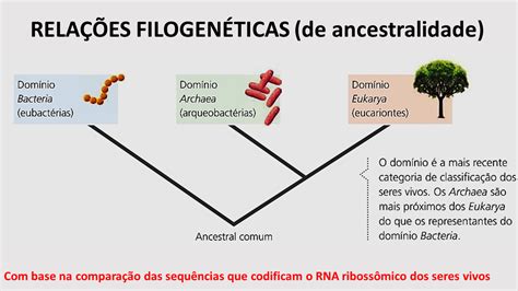 3 Dominios Cladograma Biologia