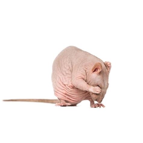 Cuidados específicos de la rata calva o rata sin pelo