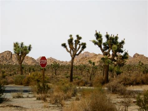 Joshua Tree National Park Thirteenthbat Flickr