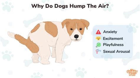 Humping In Dogs Everything You Need To Know L Zoivane Pets