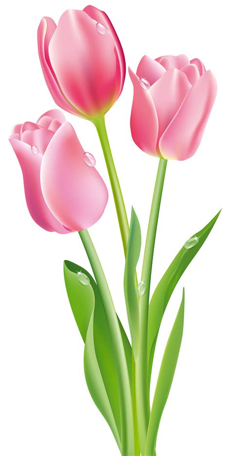 Pink Tulips Png Clipart Image Tulips Art Flower Clipart Tulip Painting