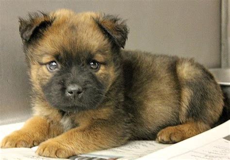 We want to see our dogs go to loving, permanent homes where they will be properly cared for. Pet of the Week: Jasmine | Reston Now