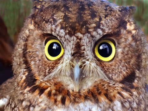 Scops owls are colored in various brownish hues, sometimes with a lighter underside and/or face. Owl Nest Box Monitoring Project - Fraser Valley ...