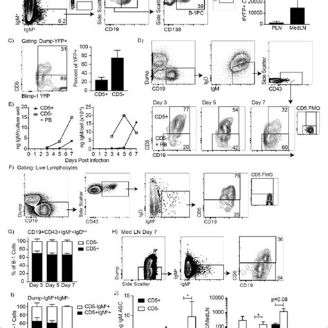 Cd5 B 1 Cells Decrease Cd5 Expression After Lps Stimulation In Vitro