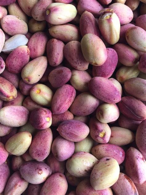25 Pistachio Seeds From Golden Hill Pistachio Tree Grown In Etsy