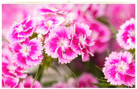 26 Types Of Pink Flowers Tips Pictures Proflowers Blog
