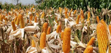 Musim Tanam Jagung Disambut Panen Simbolis oleh Warga Rote | KORANJURI.com