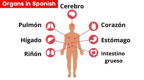 Internal Organs Of The Human Body In Spanishbody Parts In Spanish
