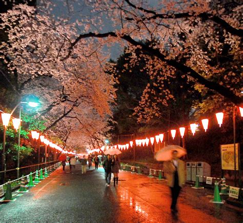 Night Cherry Blossom In Ueno Park Ueno Tokyo Japan Flickr