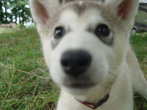 Be sure to check our puppies for sale page to find out which pups are available now. Malamute Husky Wolfdog Puppies for sale | Gillingham ...