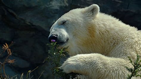 Animals Flowers Nature Wildlife Polar Bears Bears Zoo Grizzly