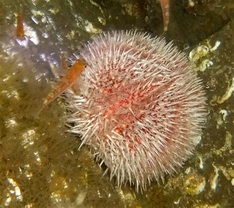 Two Spot Goby With European Edible Sea Urchin Or Common Sea Urchin
