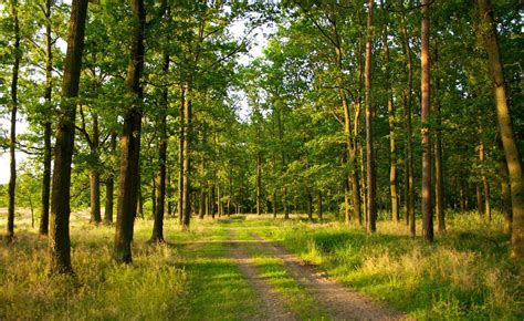 Photography Nature Landscape Trees Forest Path