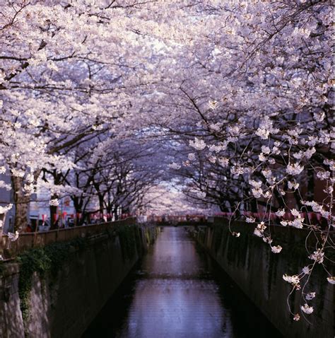 Cherry Blossoms Ueno Park Taito Tokyo Japan Tree Tunnel Japan