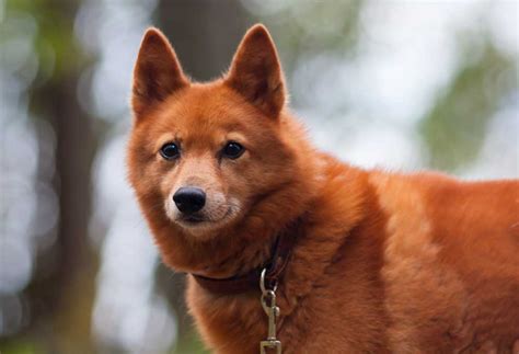 10 Dog Breeds That Resemble Foxes