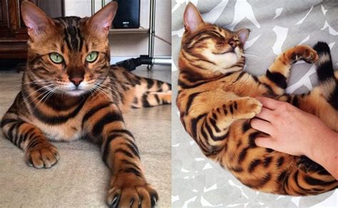 Bengal Cat Information Pictures Behavior And Care
