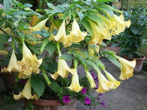 Datura Brugmansia Suaveolens Yellow X10 Seeds Angels Trumpet Etsy