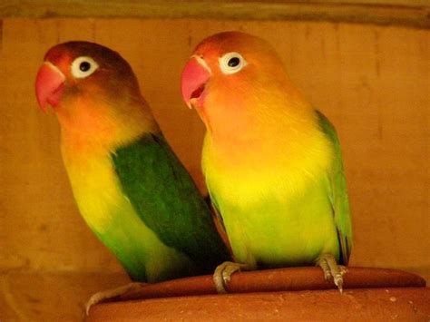 Masters at hiding symptoms of illness indeed. Pet Shop Ahmedabad :: Things Before you Buy the Pet Birds