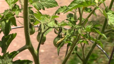 pollinating tomato plants and a quick tour of the garden youtube