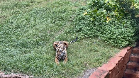 A Big Kitty Blep Sumatran Tiger Rblep