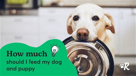 Feeding Chart And Calories Guide For Feeding Your Dog