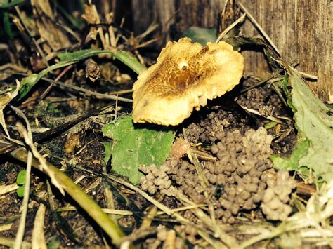 Central Texas Mushrooms Mushroom Hunting And Identification