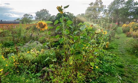 Sunflower Companion Plants For A Vegetable Garden Food Gardening Network