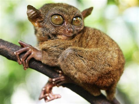 Absurd Creature Of The Week The Tiny Primate That Was Probably The