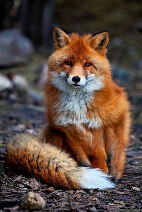 The Red Fox Trending On Twitter