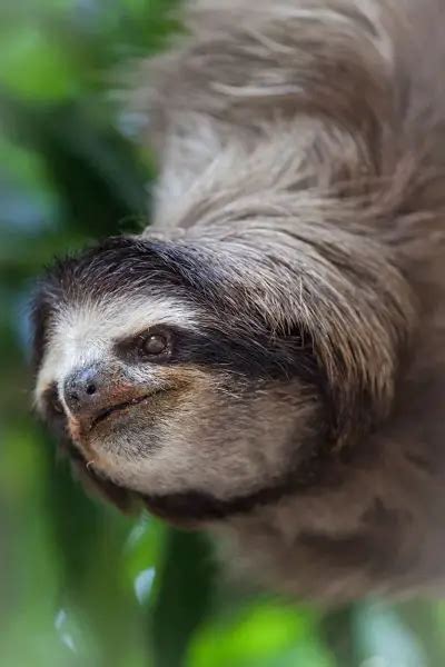 Baby Sloth Animal Facts Encyclopedia