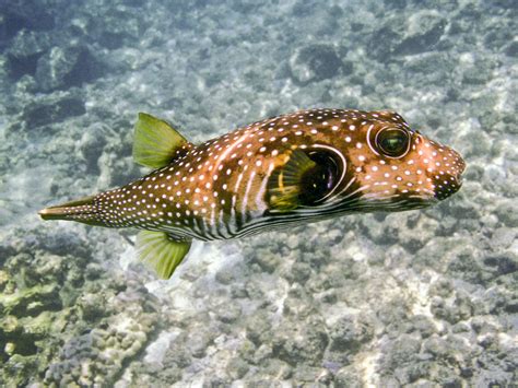 White Spotted Puffer Fish Photography Art Bird In Paradise