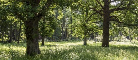 Native woodland regeneration at Maidenhead Thicket | National Trust