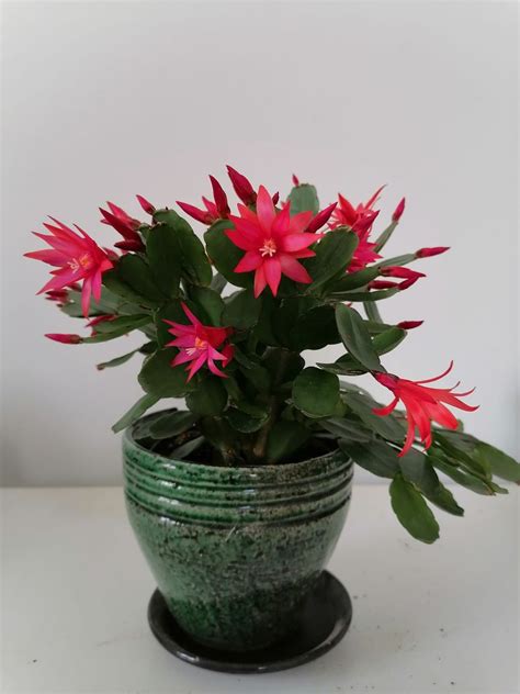 Easter Cactus Plant Easter Cactus Cactus House Plants Indoor