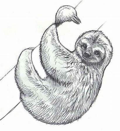 Sloth Drawing Coloring Realistic Drawings Sloths Pages