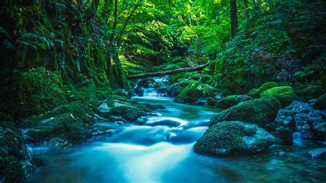 Wallpaper River Stones Moss Trees Branches Forest Hd Picture Image