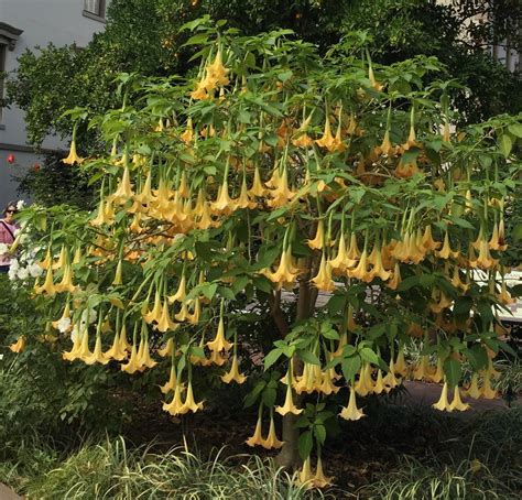 Angels Trumpets Plant Care And Collection Of Varieties
