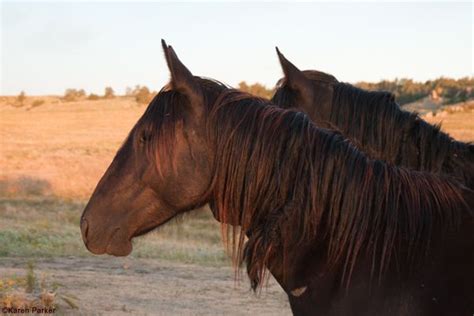 We did not find results for: Gabriela | Mustang horse, Horses, Zorse