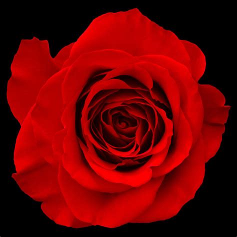 Red Rose Isolated Style With A Poster Photowall