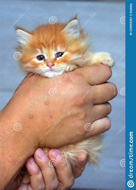 Cute Fluffy Ginger Kitten With Blue Eyes Stock Image Image Of Cats