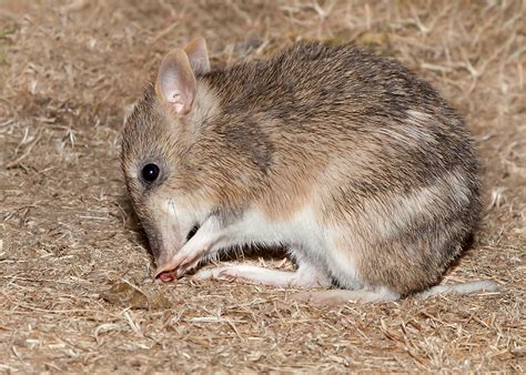 #ThreatenedThursday: Eastern Barred Bandicoot — The Foundation for ...