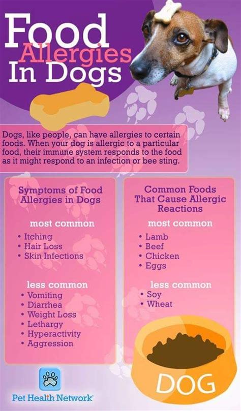 Dog Food Allergy Info Dog Allergies Dog Health Tips Healthy Dogs